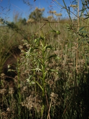 Habenaria humilior