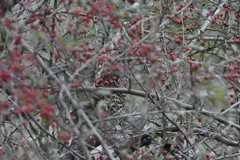 Turdus mupinensis