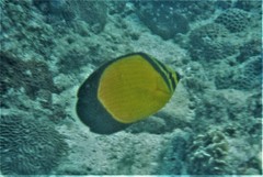 Chaetodon melapterus