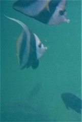 Heniochus diphreutes