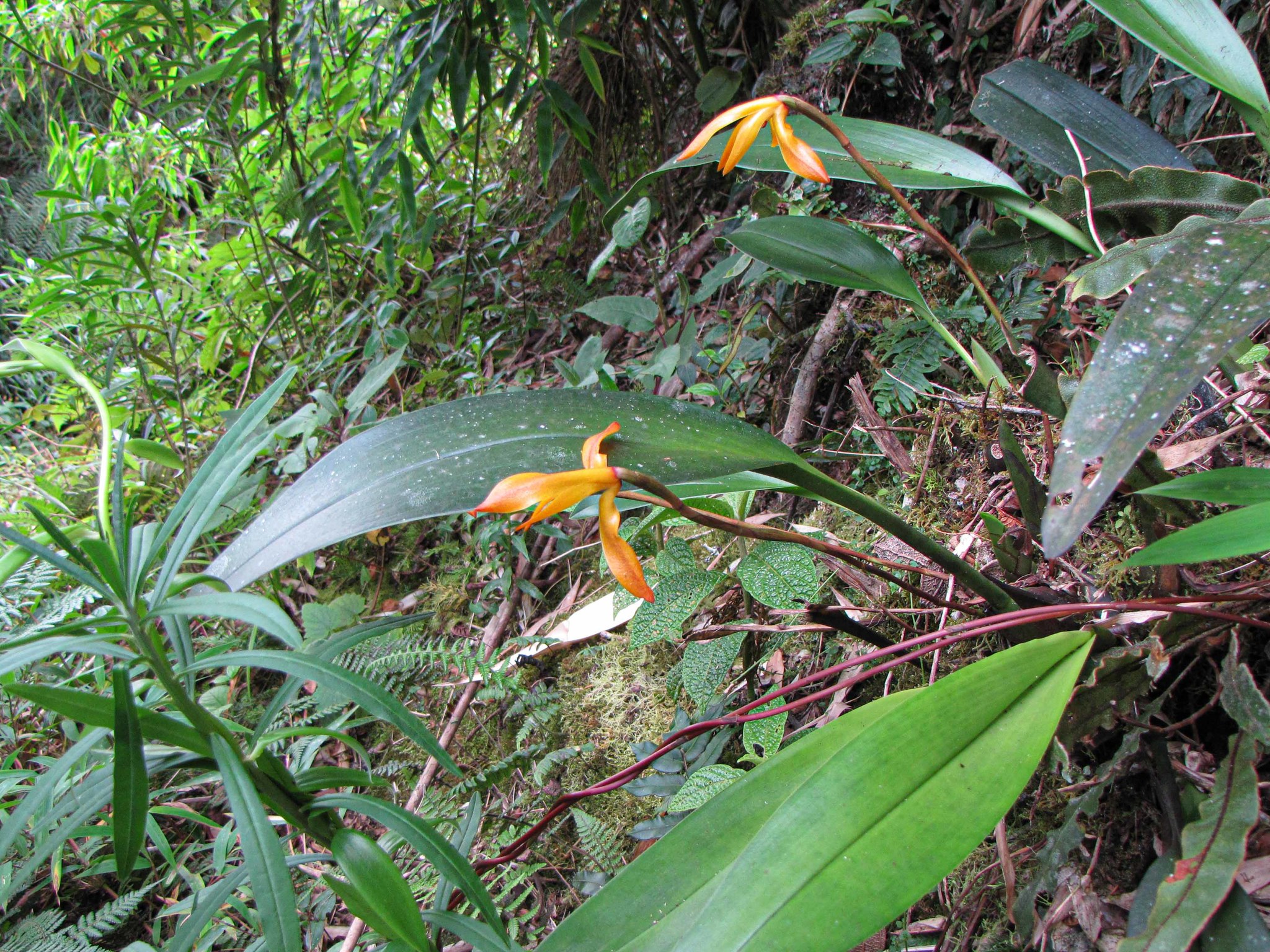 Maxillaria colorata image