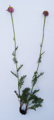Tanacetum coccineum