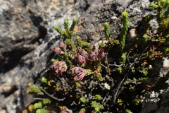 Erica lignosa