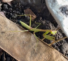 Tarachomantis
