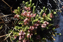 Erica lignosa