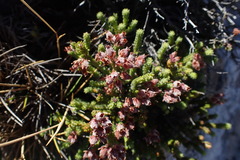 Erica lignosa