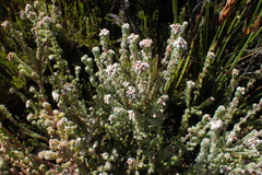Erica oreotragus