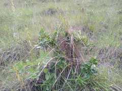 Campomanesia xanthocarpa