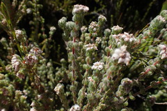 Erica oreotragus