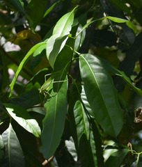 Chionanthus ramiflorus