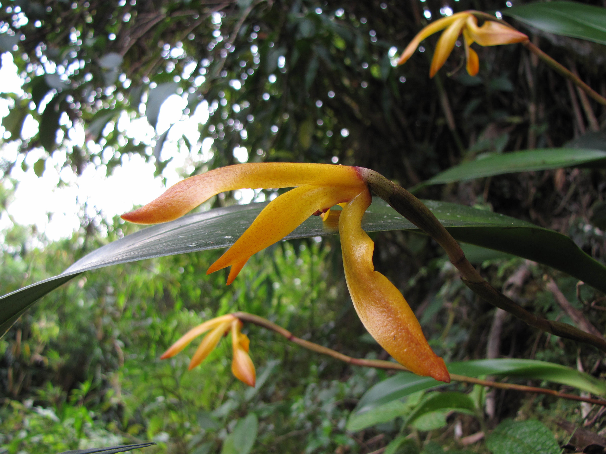 Maxillaria colorata image