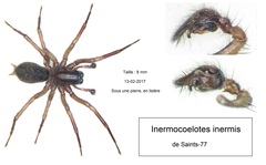 Inermocoelotes inermis