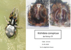 Kishidaia conspicua