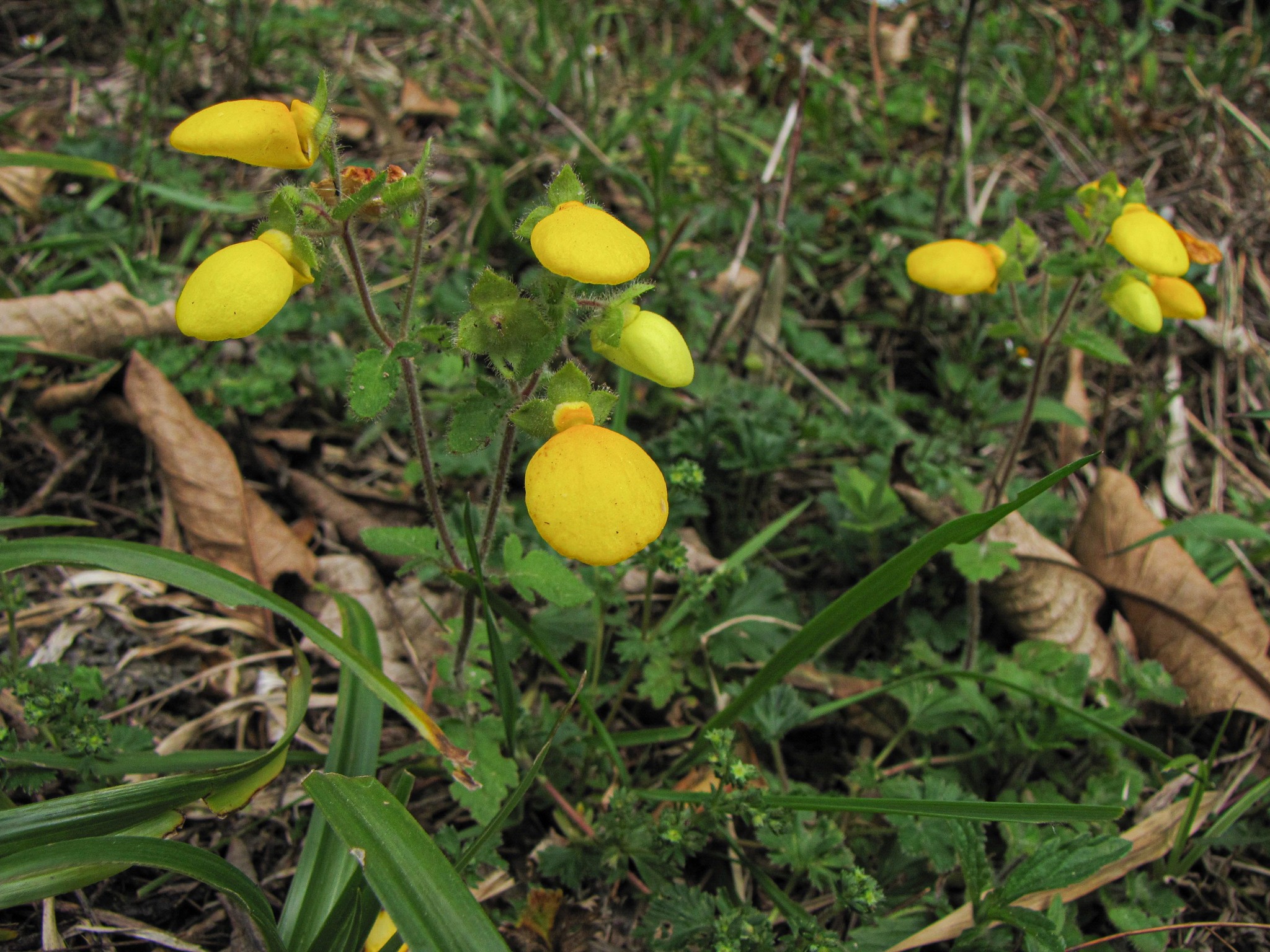 Calceolaria tripartita image