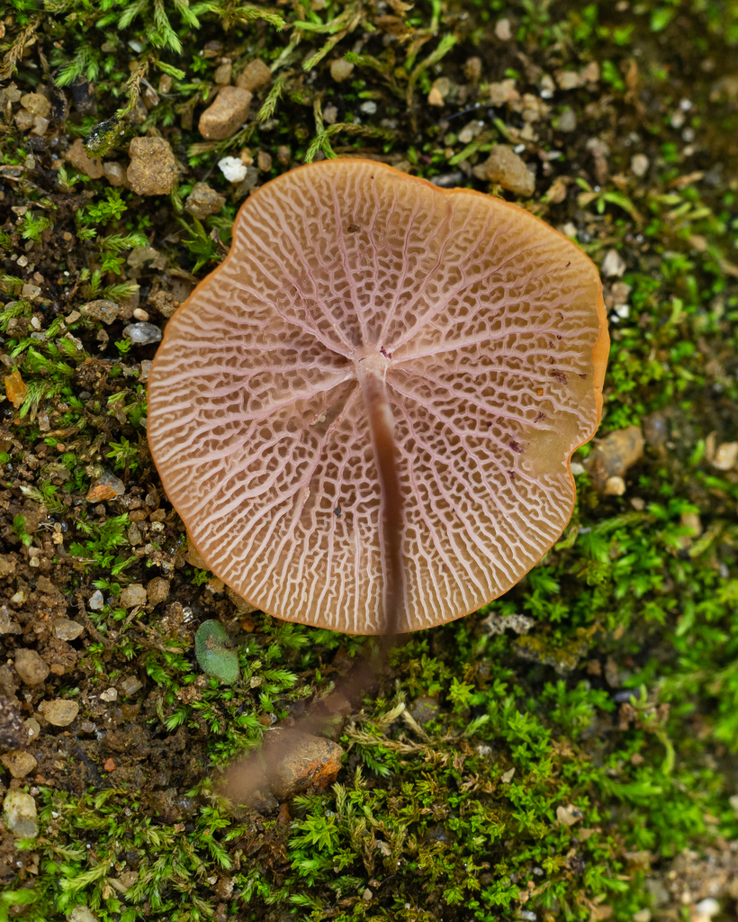 Marasmius cladophyllus · February 2022 · photo: © deniszabin (iNaturalist, cc-by)