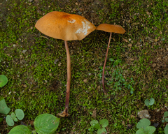 Marasmius cladophyllus