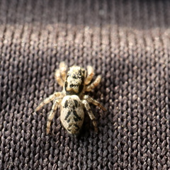 Salticus zebraneus