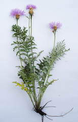 Psephellus absinthifolius