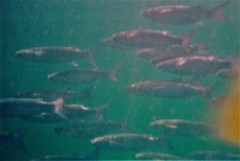 Crenimugil crenilabis