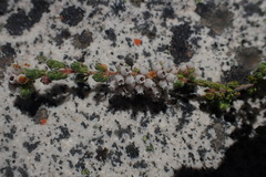 Erica oreotragus
