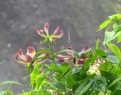 Gloriosa