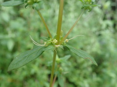Galopina