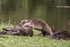 Lutrogale perspicillata