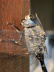 Austroaeschna anacantha