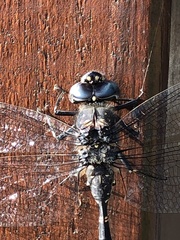 Austroaeschna anacantha