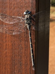 Austroaeschna anacantha