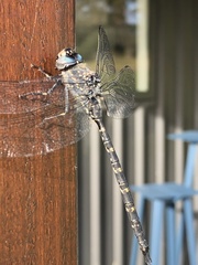 Austroaeschna anacantha