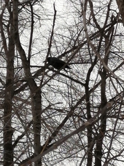 Corvus frugilegus