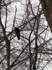 Corvus frugilegus