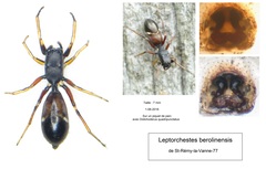 Leptorchestes berolinensis