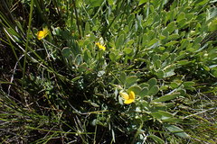 Rafnia racemosa