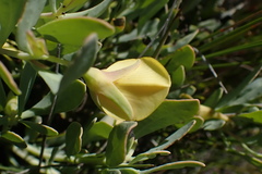 Rafnia racemosa