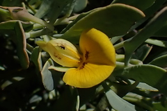 Rafnia racemosa