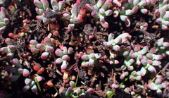 Lampranthus swartbergensis