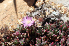 Lampranthus swartbergensis
