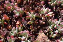Lampranthus swartbergensis