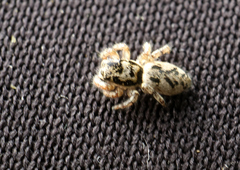 Salticus zebraneus