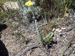 Senecio pauciflosculosus