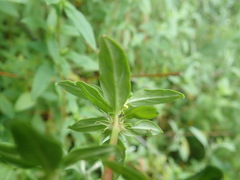 Galopina