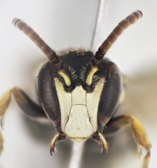 Hylaeus gibbus