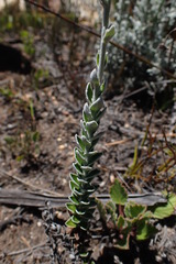 Senecio pauciflosculosus