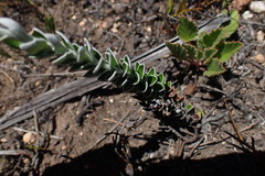 Senecio pauciflosculosus