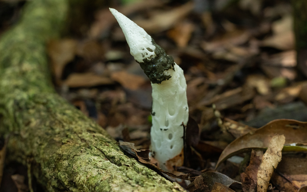 Staheliomyces cinctus · February 2022 · photo: © deniszabin (iNaturalist, cc-by)