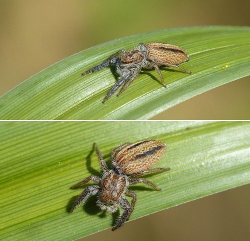 Marpissa radiata