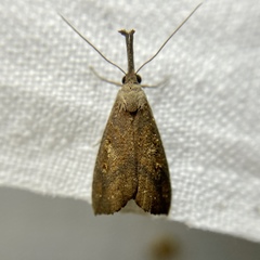 Hypena subvittalis