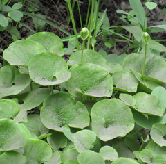 Parnassia fimbriata